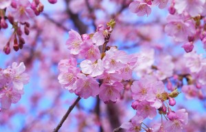 cherry-blossom-1317308_1280